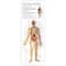 Wonders of Learning Discover the Human Body Educational Tin Set